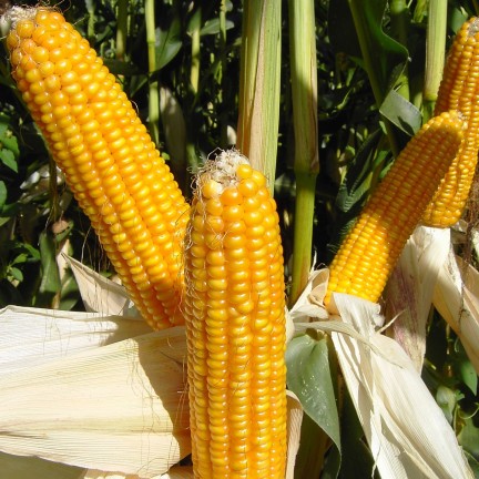 Commodity Outlook – Maize