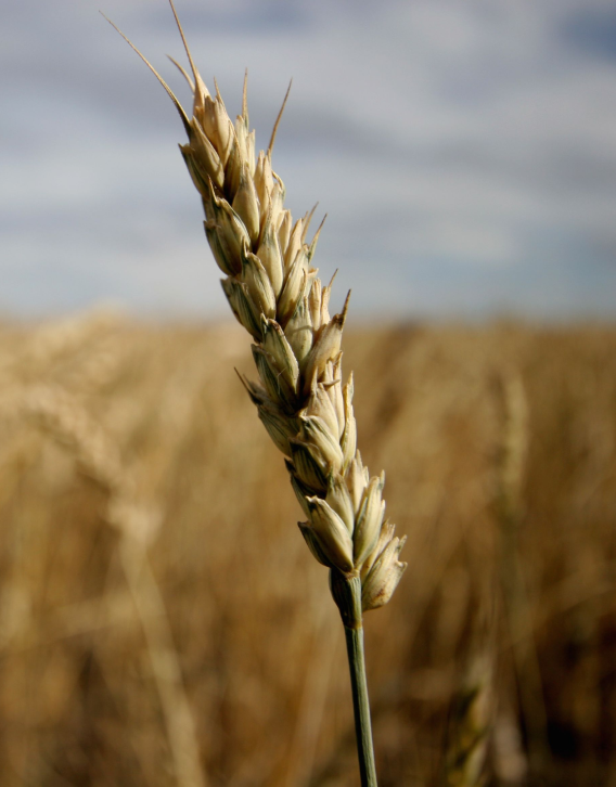 Commodity Outlook – Wheat